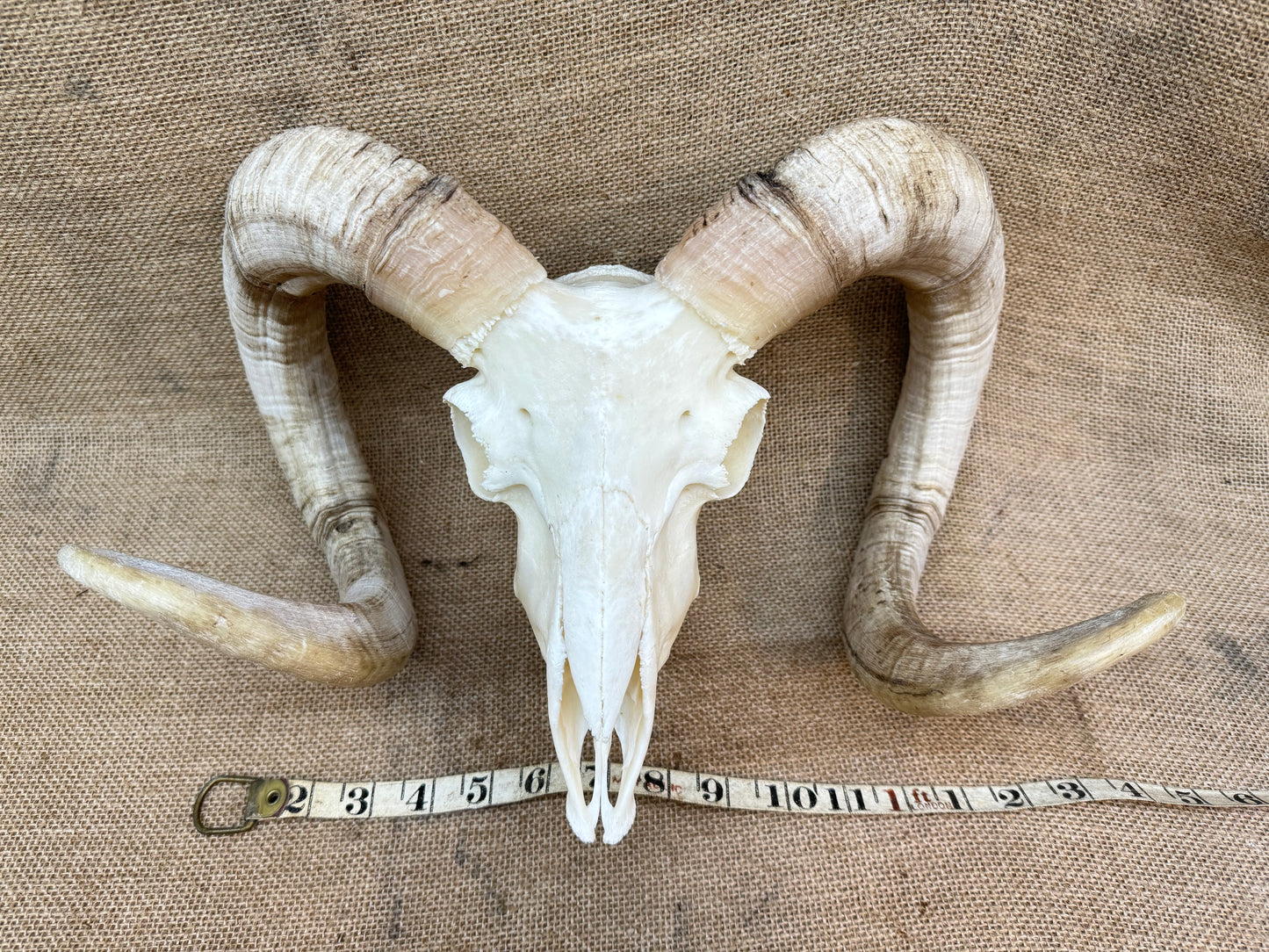 Large Rams Skull with Curled Horns