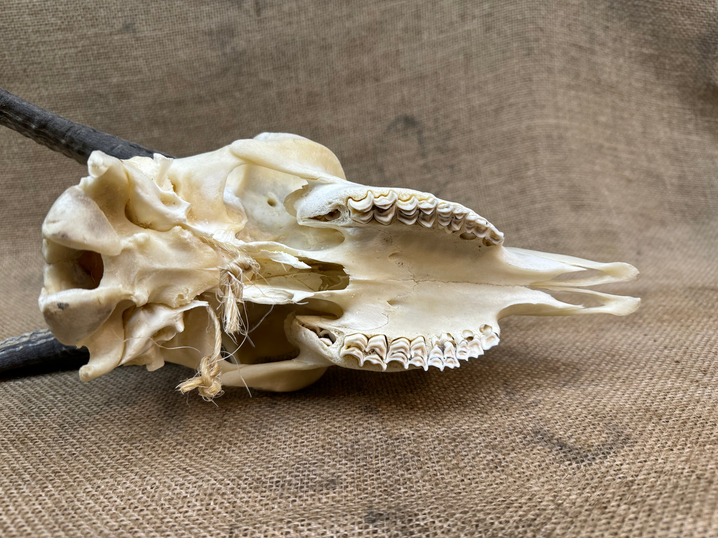 Goat Skull with Horns