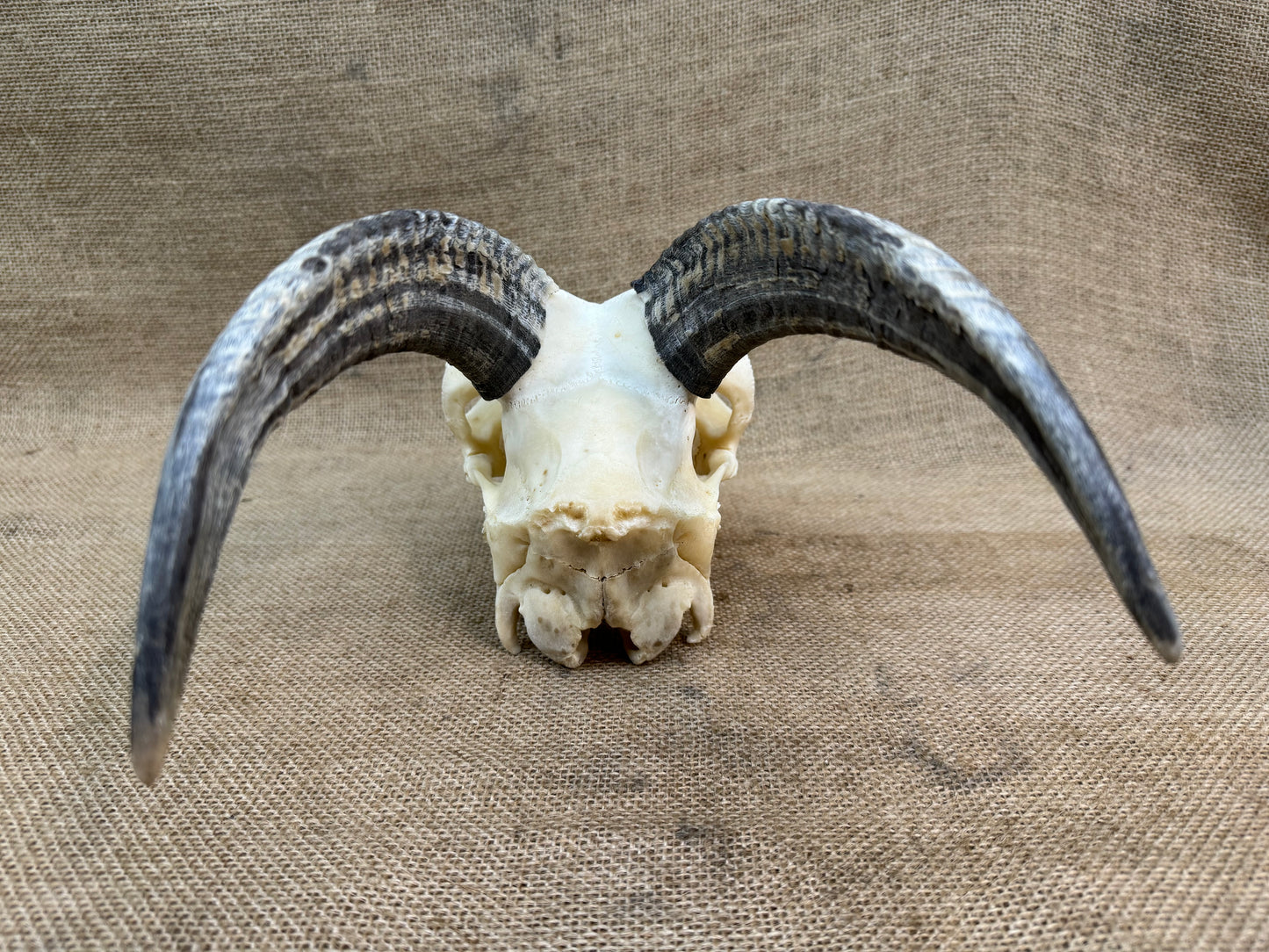 Goat Skull with Horns