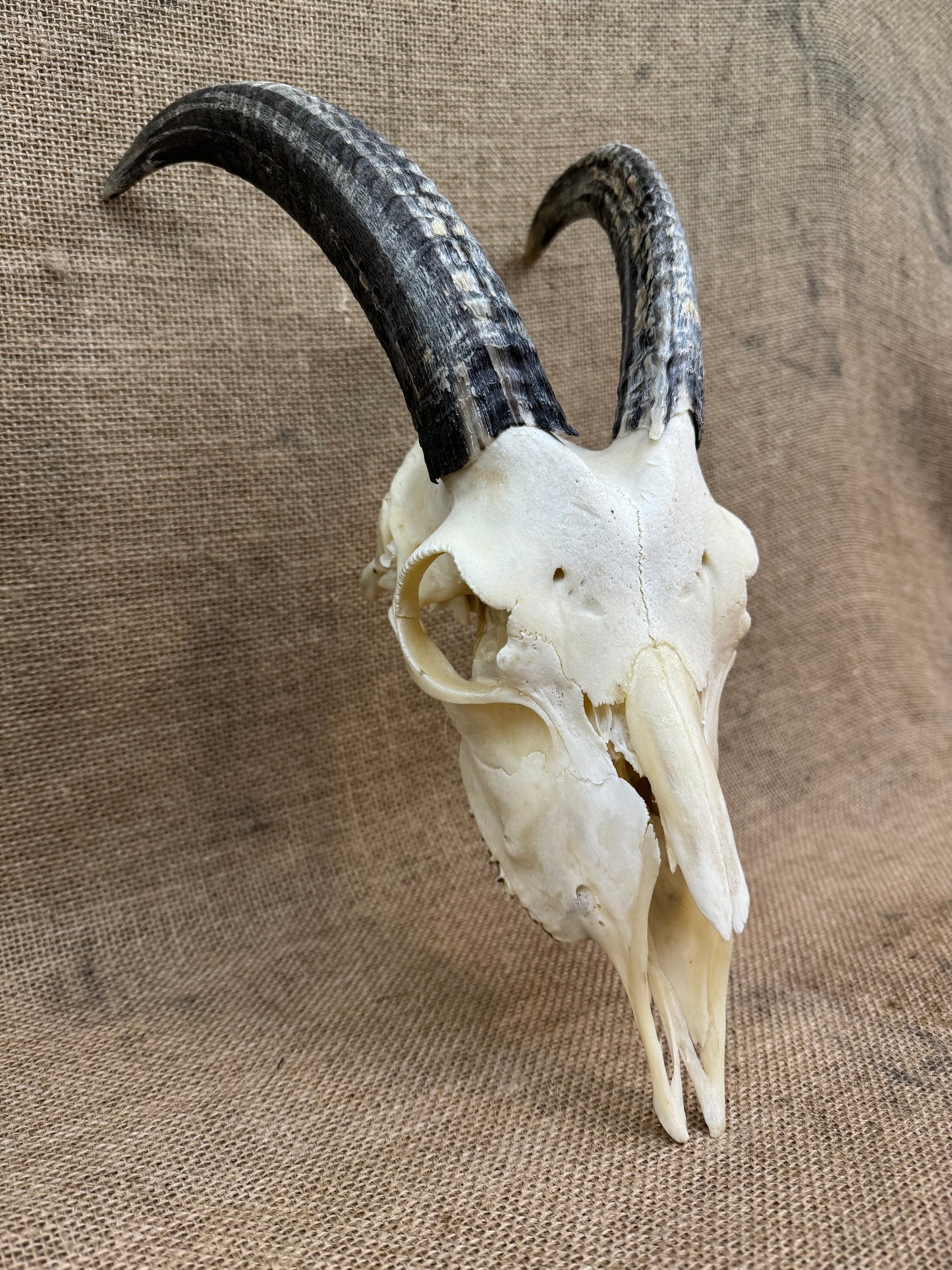 Goat Skull with Horns