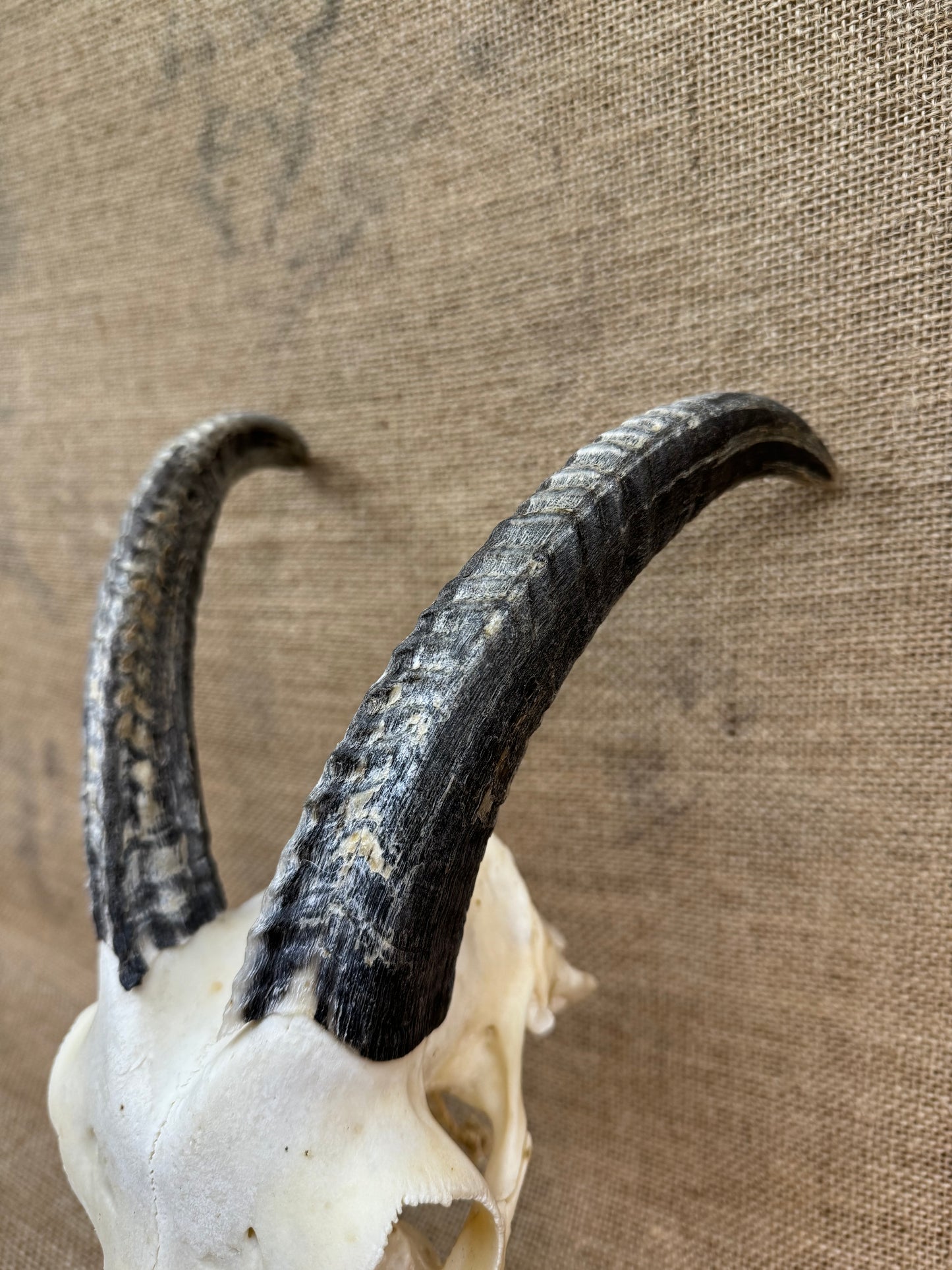 Goat Skull with Horns