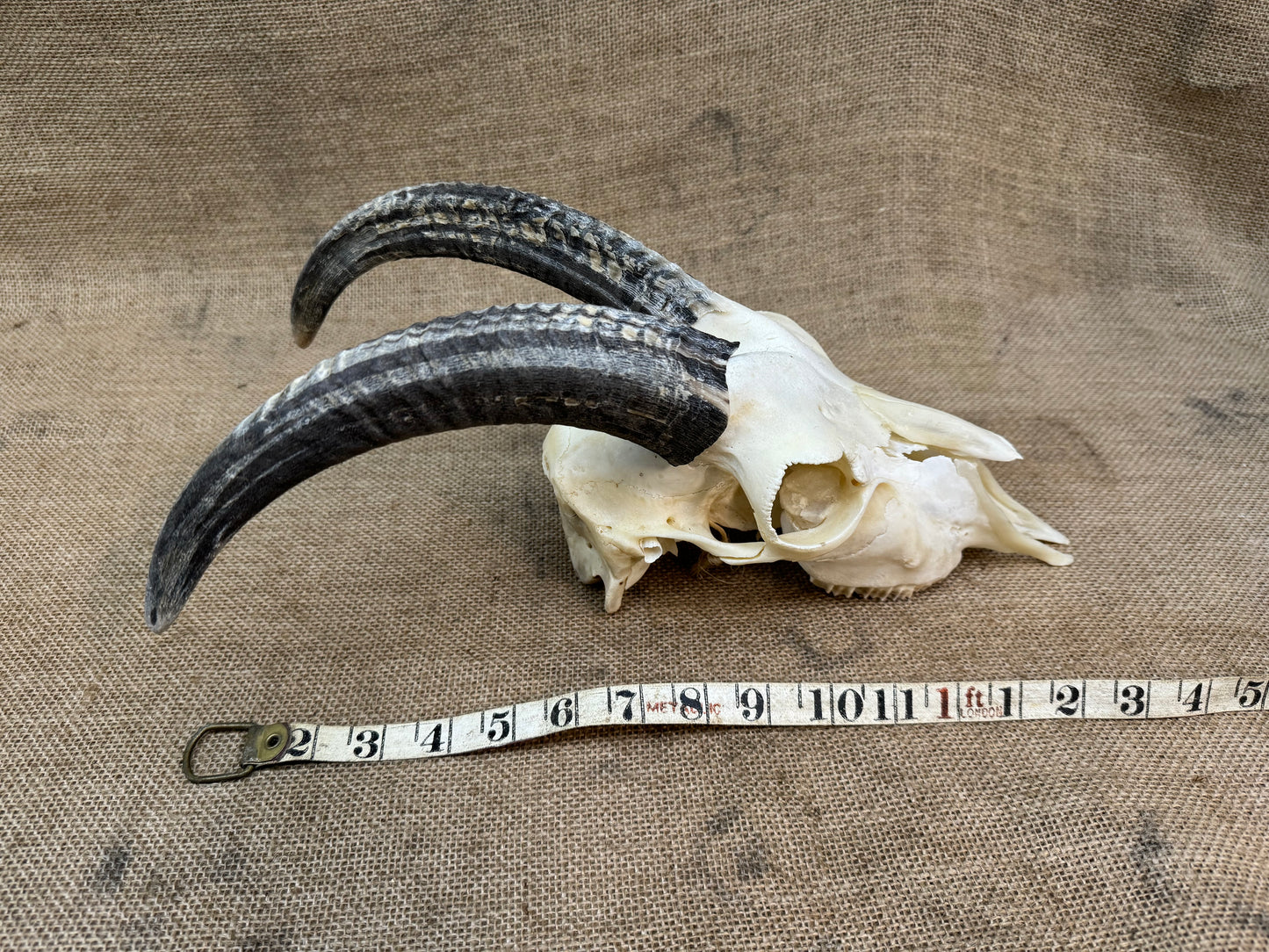 Goat Skull with Horns