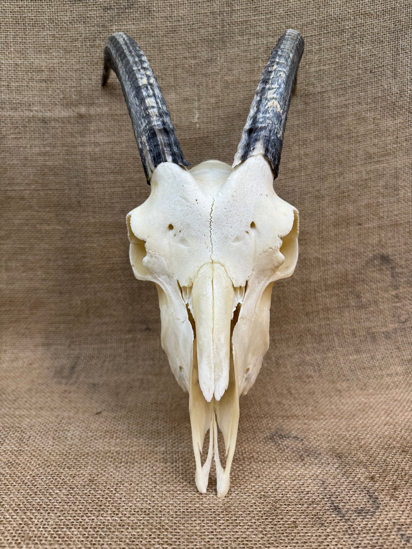 Goat Skull with Horns