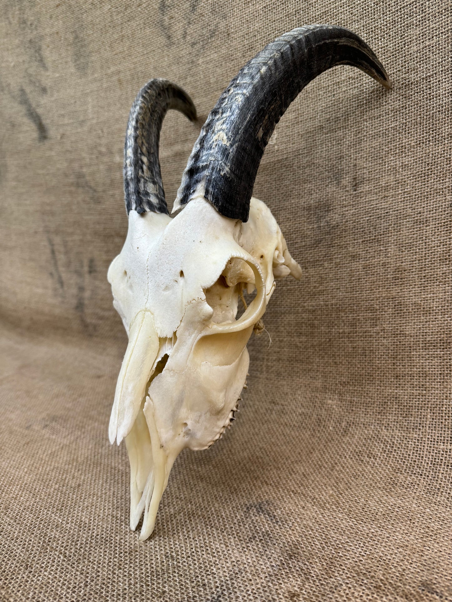 Goat Skull with Horns