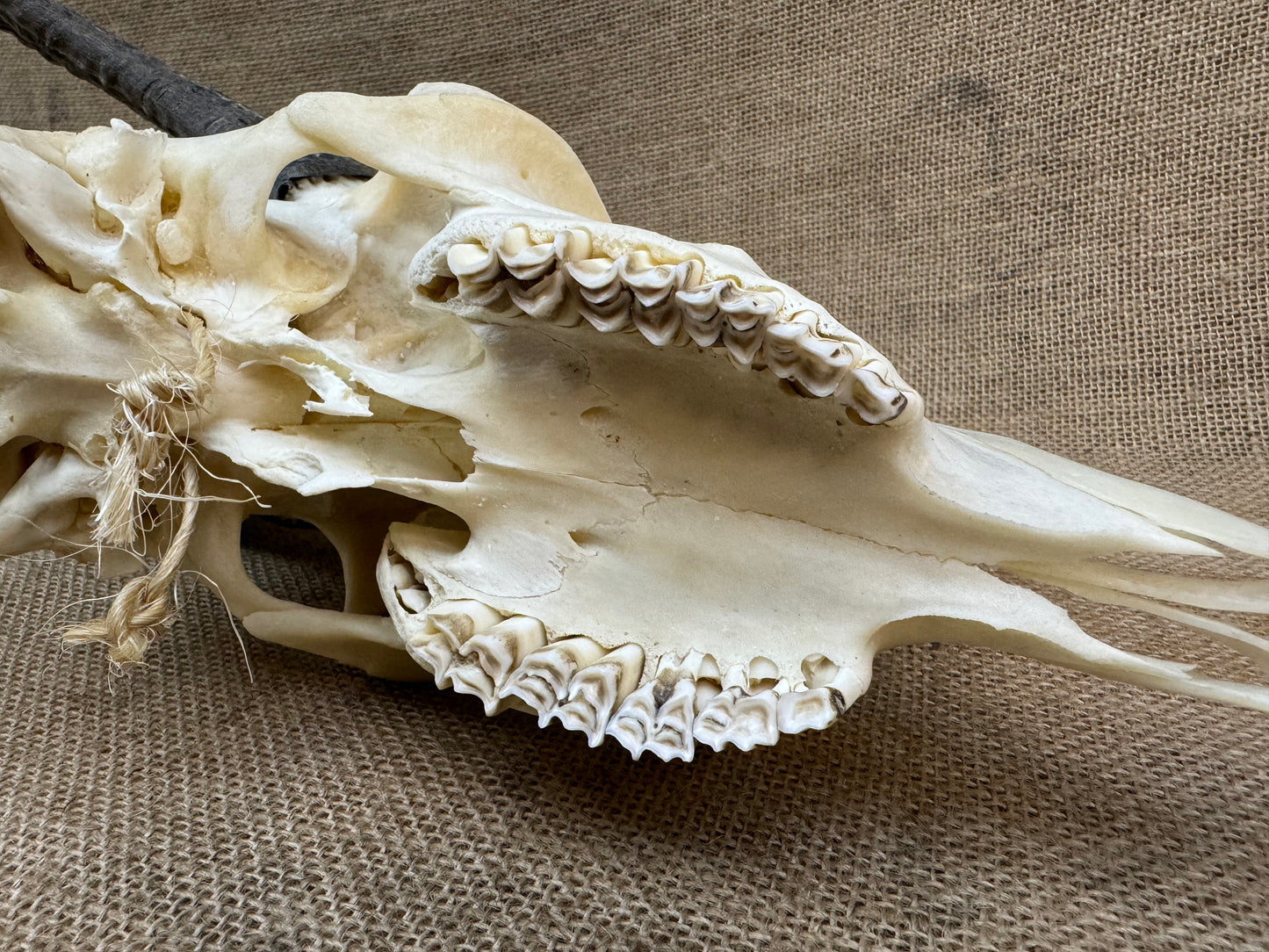 Goat Skull with Horns