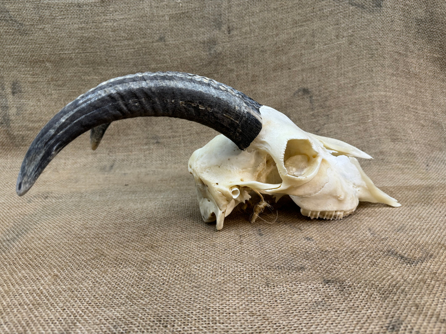 Goat Skull with Horns