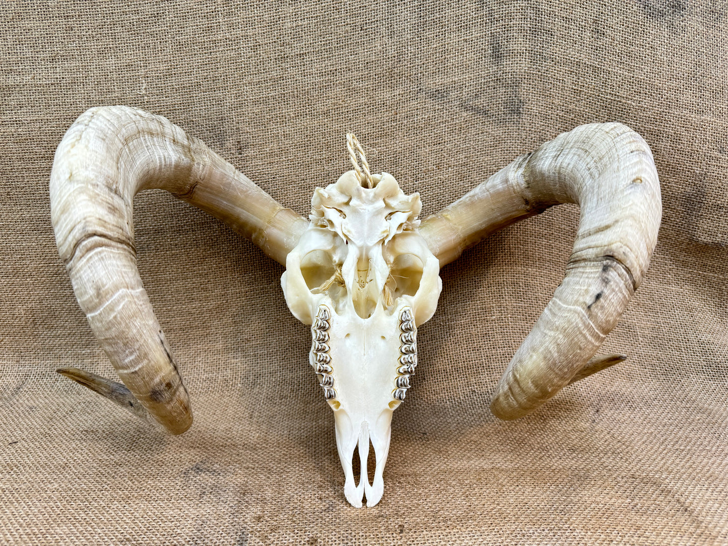 Large Rams Skull with Curled Horns