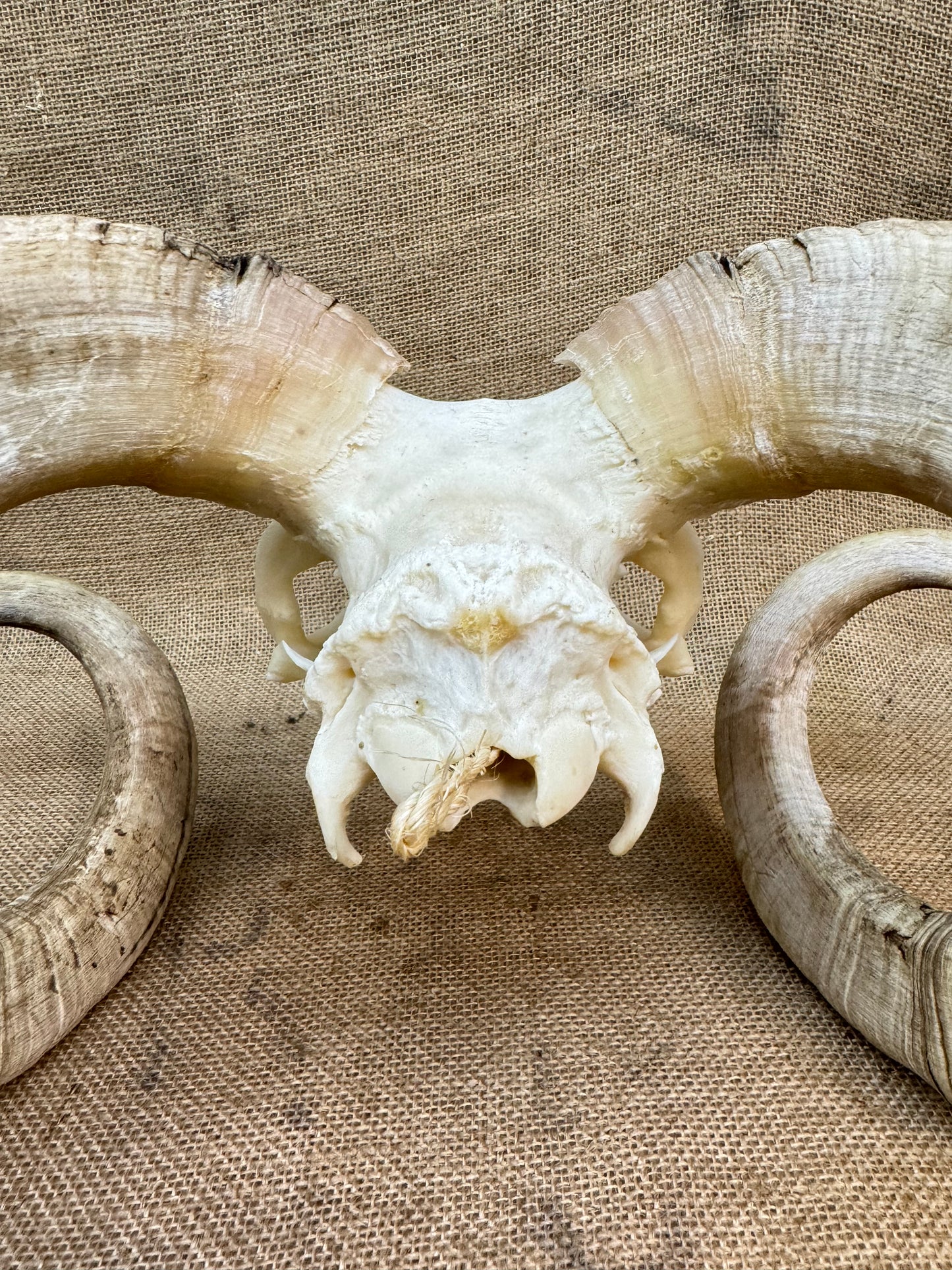 Large Rams Skull with Curled Horns