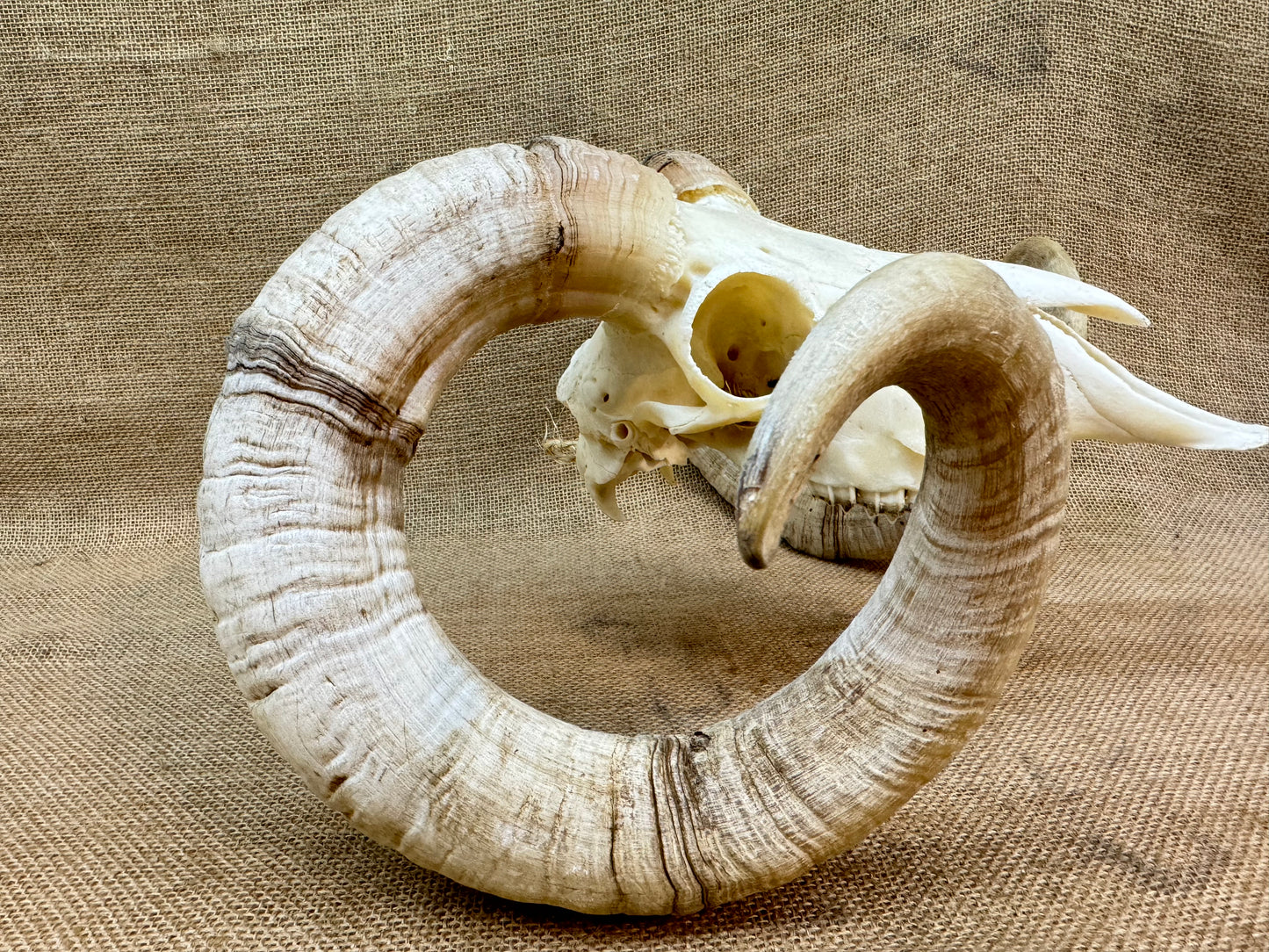 Large Rams Skull with Curled Horns