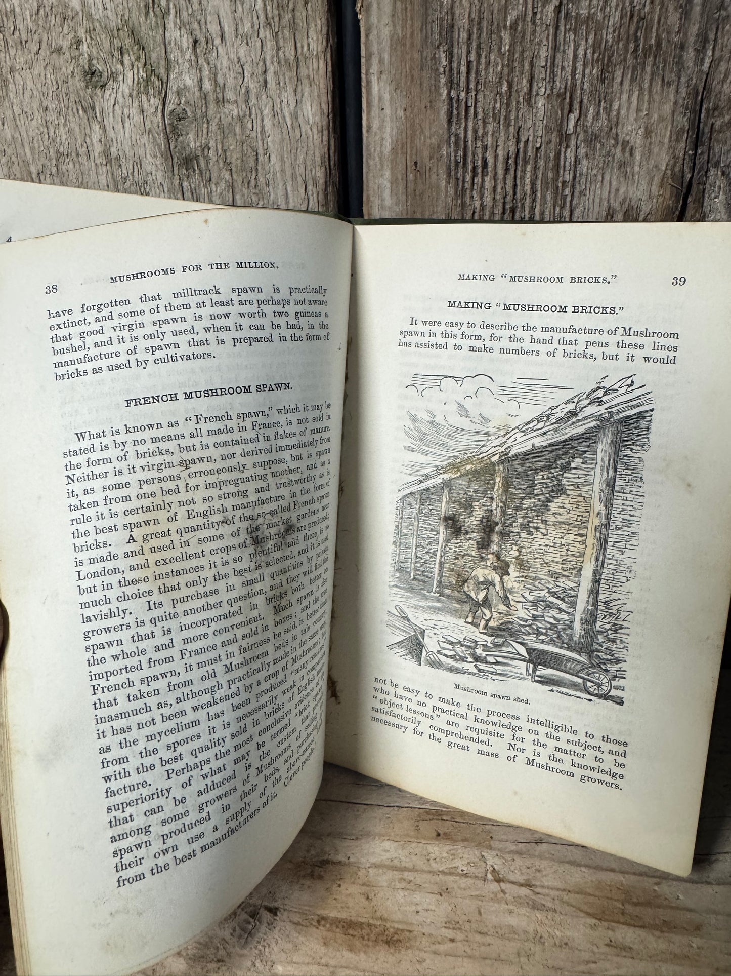 Mushrooms for the Million Book by John Wright 1883