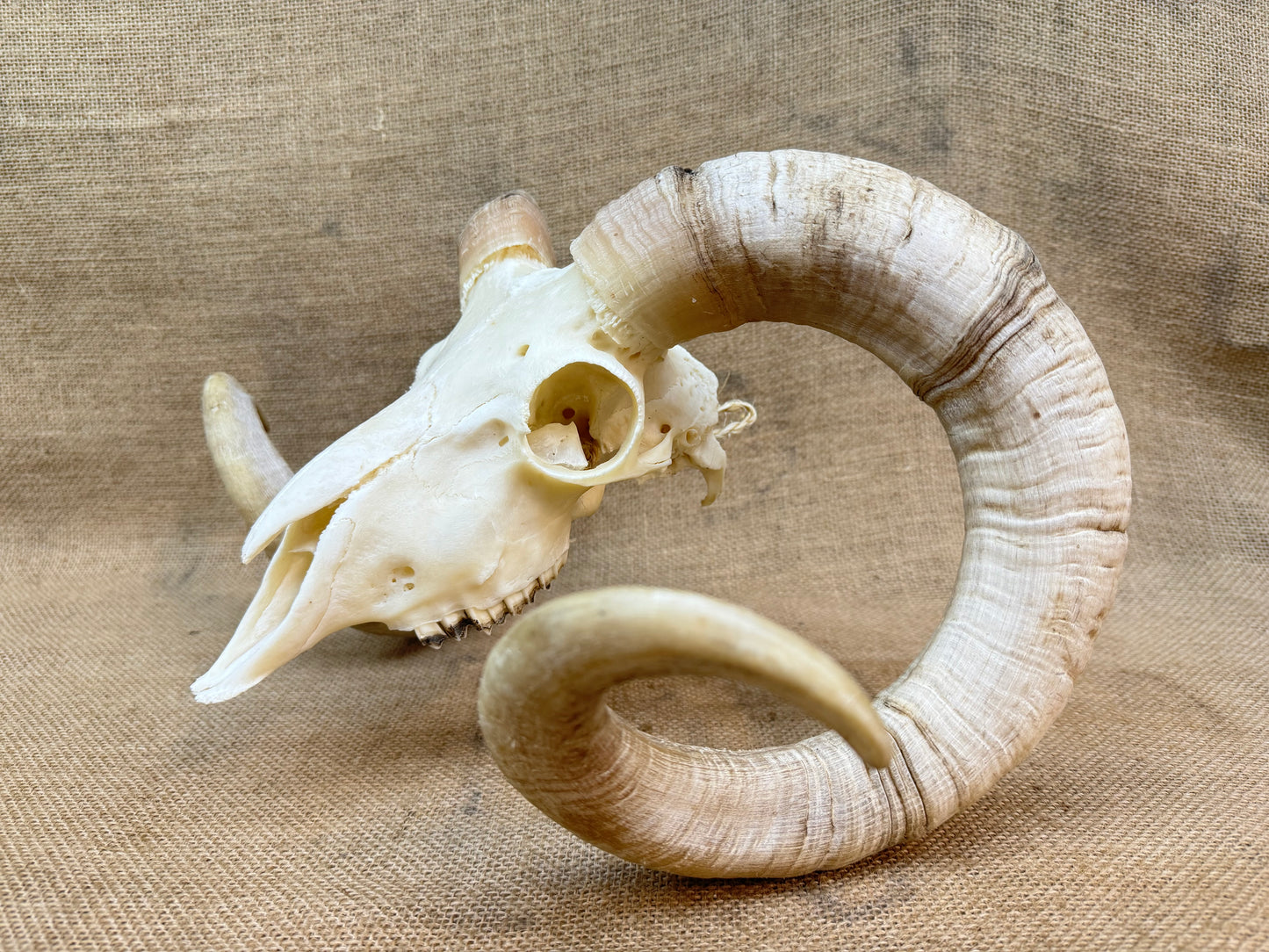 Large Rams Skull with Curled Horns