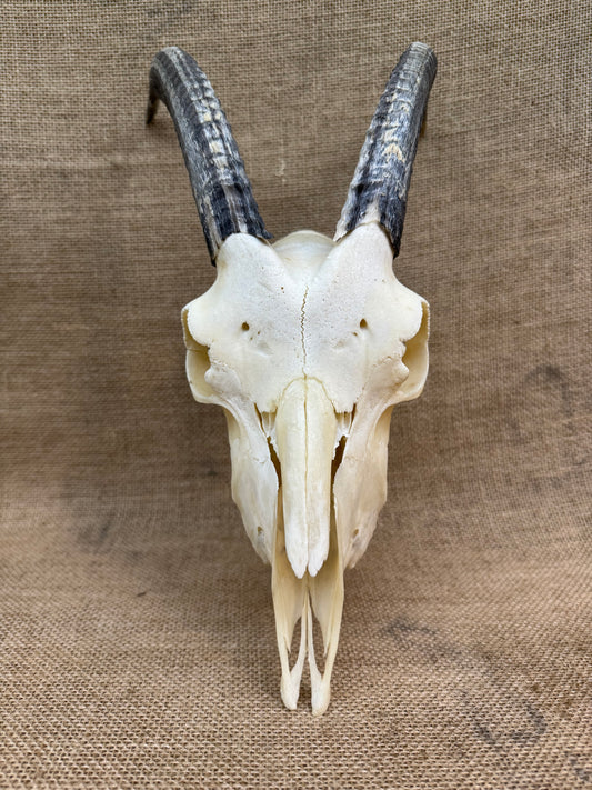 Goat Skull with Horns