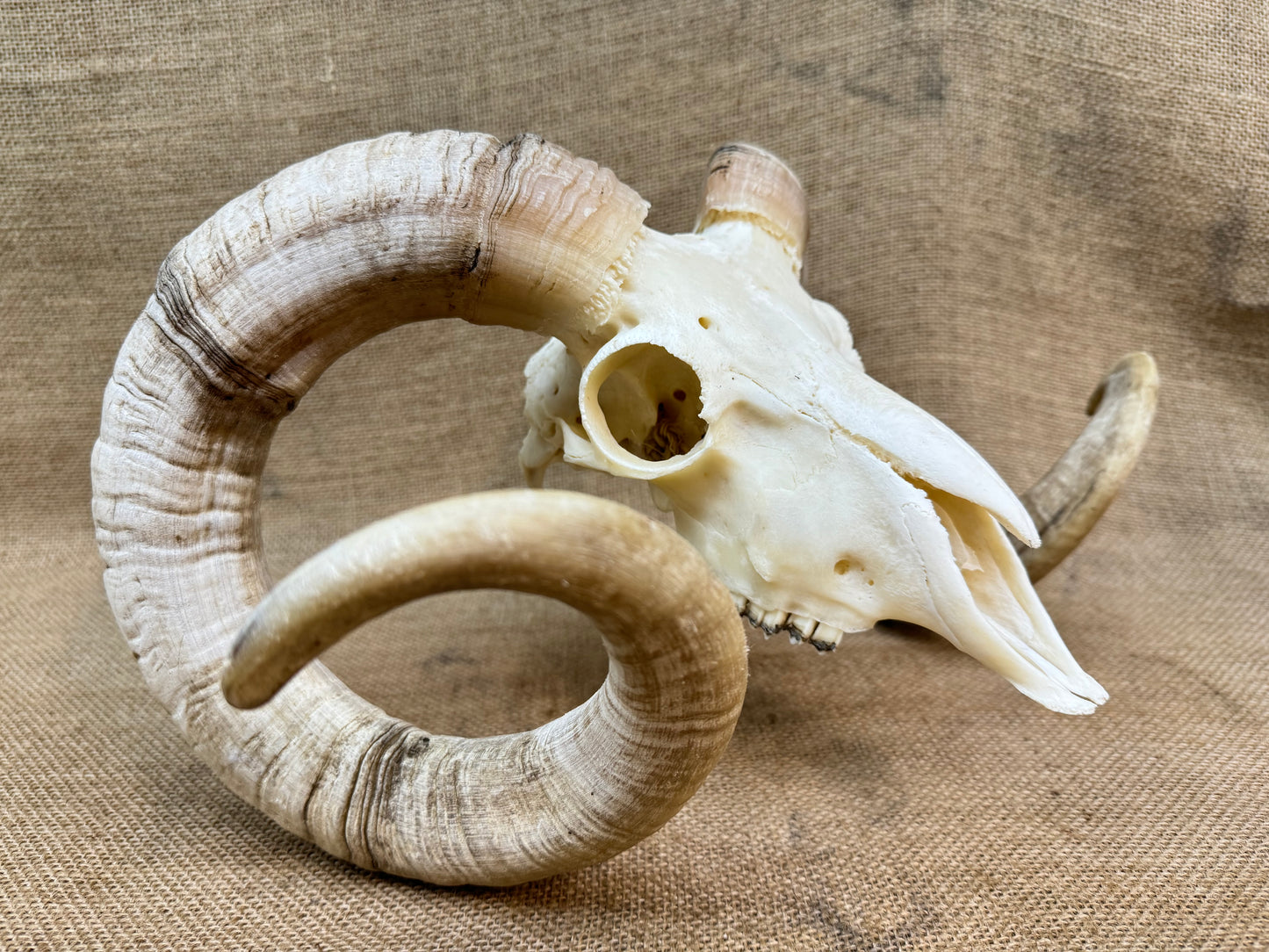 Large Rams Skull with Curled Horns