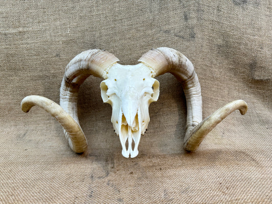 Large Rams Skull with Curled Horns