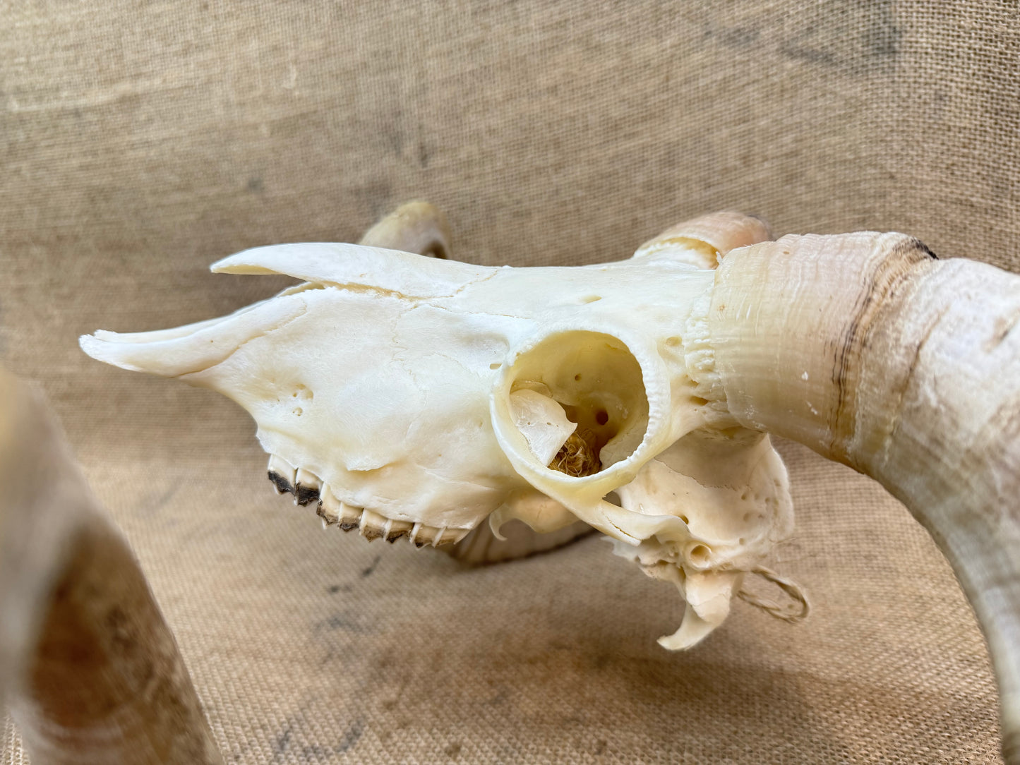 Large Rams Skull with Curled Horns