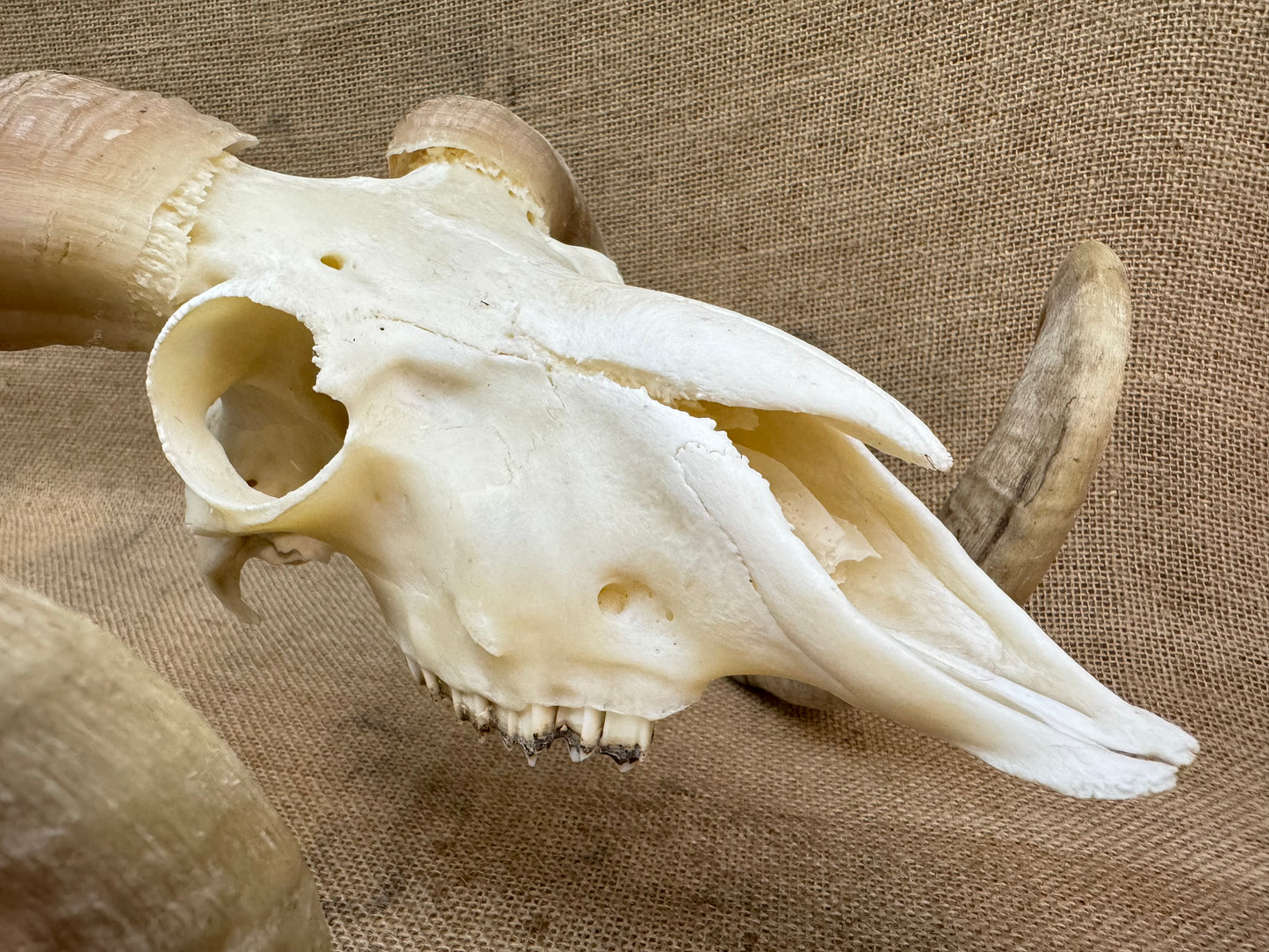 Large Rams Skull with Curled Horns