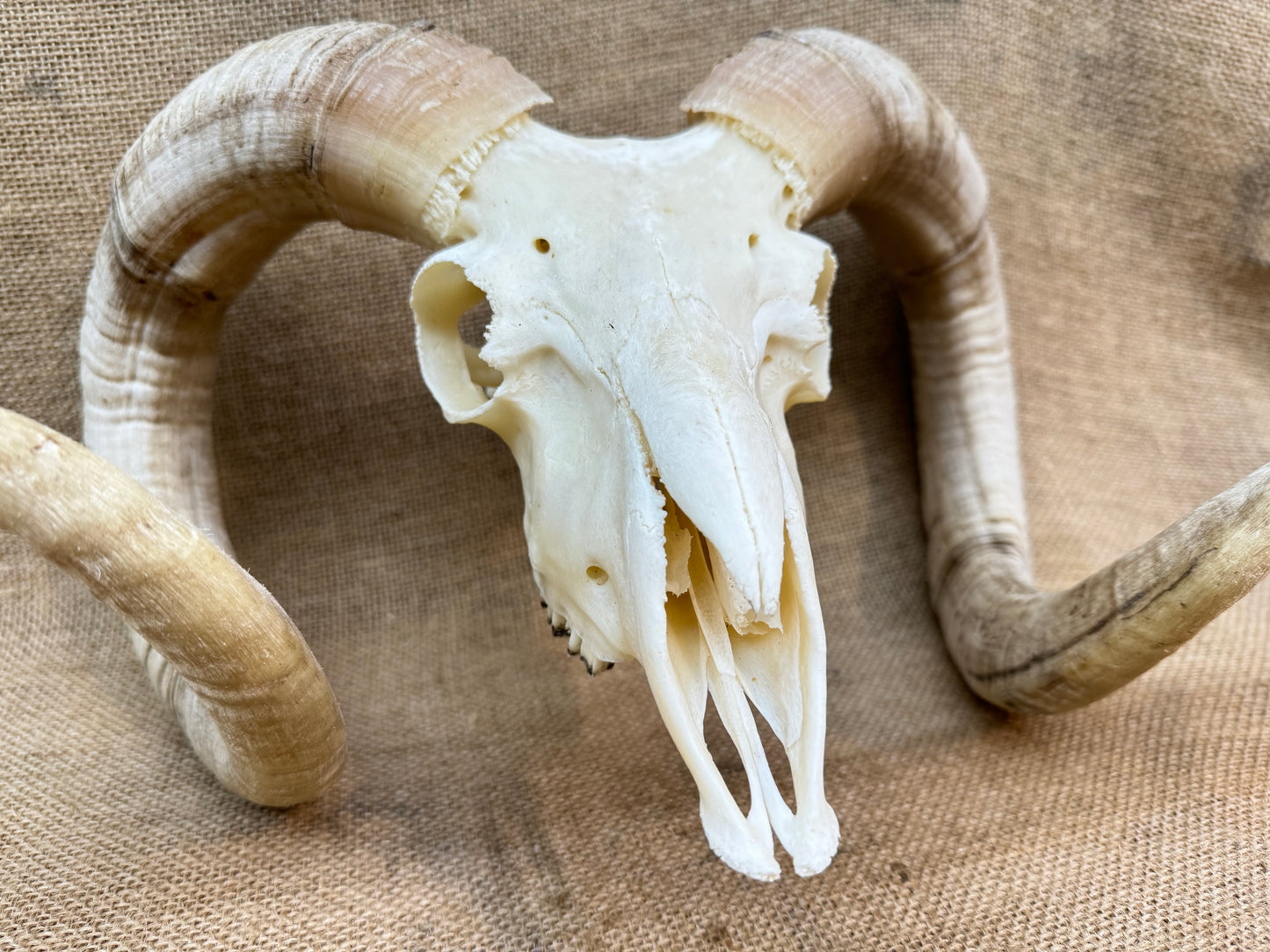 Large Rams Skull with Curled Horns